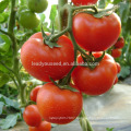 T06 Kaiser early maturity f1 hybrid determinate tomato seeds different types of seeds